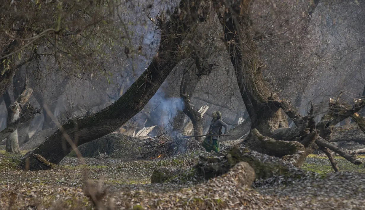 Seorang wanita Kashmir membakar ranting-ranting mati dan daun pohon willow yang tumbang di dalam pembibitan di pinggiran Srinagar, Kashmir yang dikuasai India (30/11/2021). Banyak warga Kashmir mengumpulkan daun-daun gugur pada bulan-bulan musim gugur untuk membuat arang. (AP Photo/Dar Yasin)