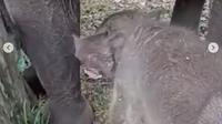 Ignasius Jonan ikut mengusulkan nama anak gajah yang belum lama lahir di Taman Nasional Tesso Nilo (dok.Instagram/@kementerianlhk/https://www.instagram.com/p/CXHtL6zhV0Q/Komarudin)