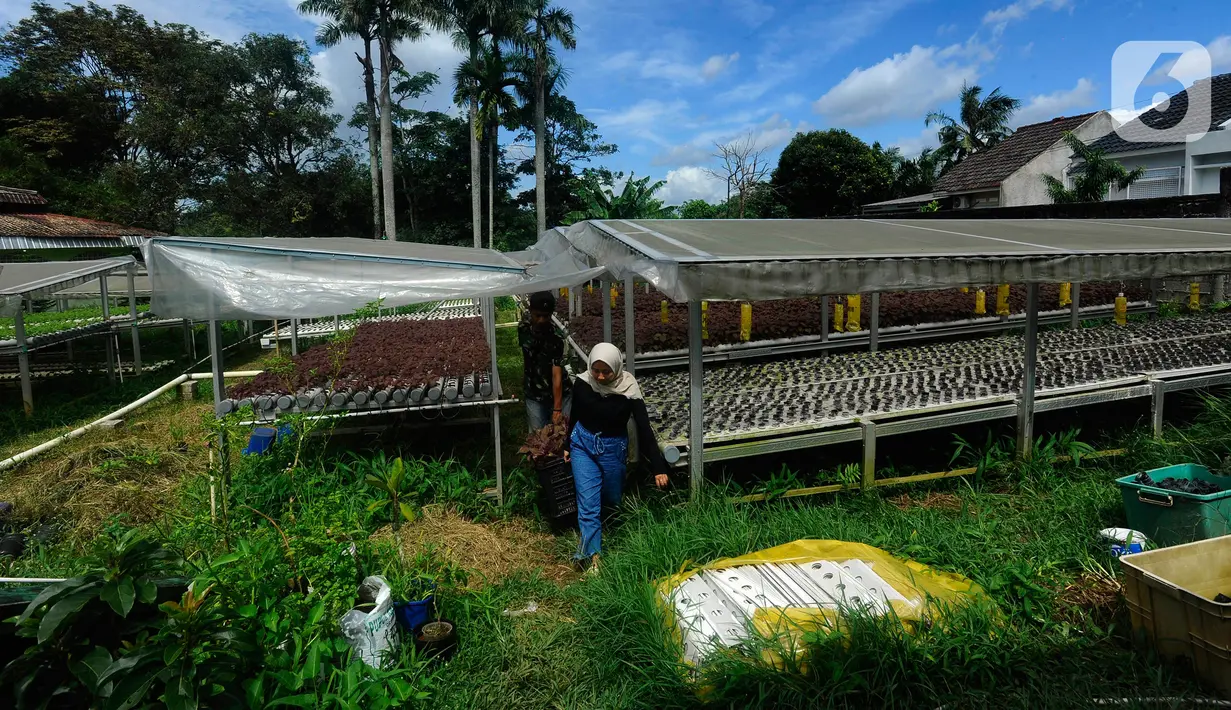 Pekerja memanen bayam di Kebun Hidroponikita, Sawangan, Depok, Jawa Barat, Senin (20/2/2023). Kebun Hidroponikita yang sudah berjalan lebih dari satu tahun ini mampu menghasilkan 30-50 kilogram bayam per hari. (merdeka.com/Arie Basuki)