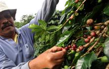 PMO Kopi Nusantara dan Tokopedia Kolaborasi Tingkatkan Pemasaran dan Budi Daya Kopi Indonesia