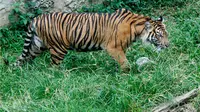 Apa yang menyebabkan harimau Sumatera ini harus disuntik mati?
