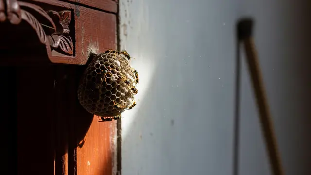 6 Cara Aman Bersihkan Sarang Tawon Tanpa Risiko, Ini Waktu Panggil Profesional