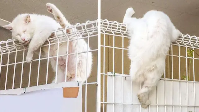 8 Potret Ini Membuktikan Kucing Tidak Takut untuk Tidur di Mana Saja