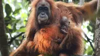 Orangutan Tapanuli, orangutan spesies baru asal Indonesia. (James Askew/Sumatran Orangutan Conservation Programme via AP)