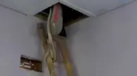 VIDEO: Kawanan Ular Berbisa Ini Bersarang di Atap Rumah
