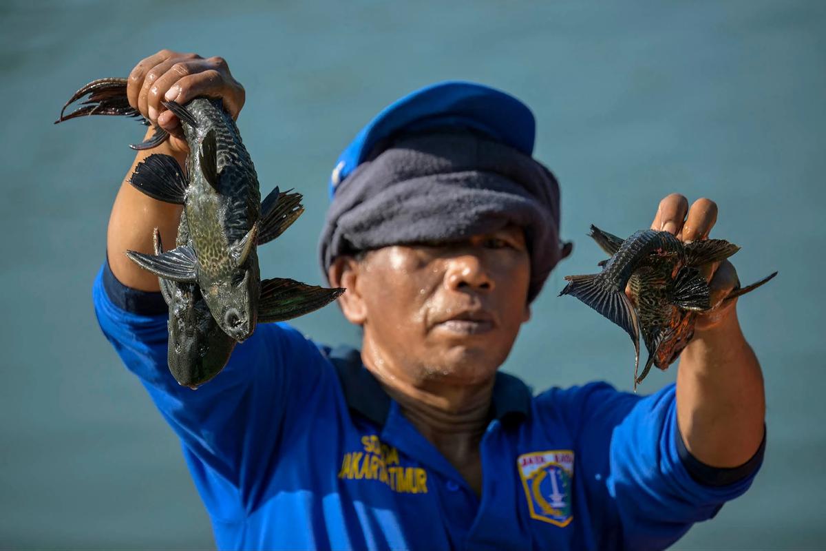 FOTO:Pemusnahan Ikan Sapu Sapu di Waduk Kaja Ciracas