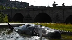 Seseorang berpakaian ilmuwan menuangkan air pada patung paus sperma berbahan fiberglass di sungai Manzanares, Madrid, 14 September 2018. Patung paus seukuran aslinya itu bertujuan membuat masyarakat sadar lingkungan. (AFP Photo/GABRIEL BOUYS)