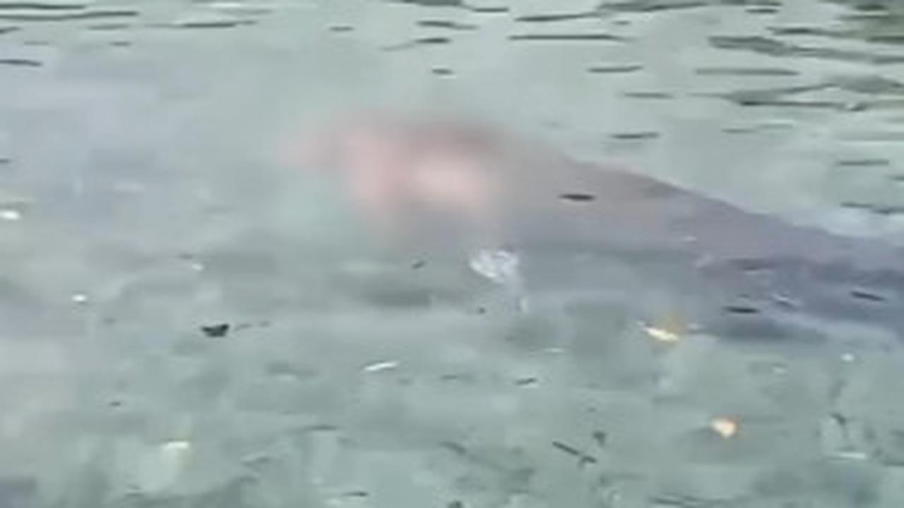 Penampakan Buaya Ganas yang Serang Ibu Rumah Tangga di Pantai Hingga Tewas