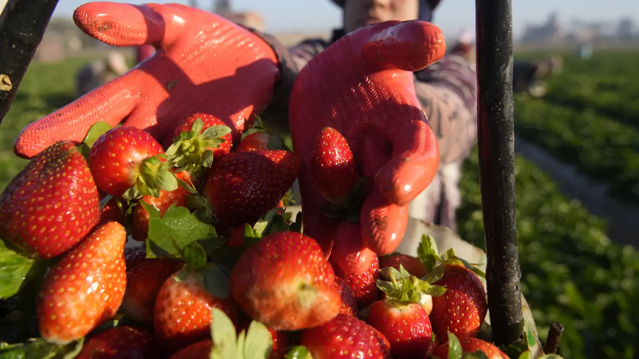 Ilustrasi Buah Stroberi yang Dipetik oleh Petani di Mesir Saat Musim Dingin  (AP Photo/Amr Nabil)