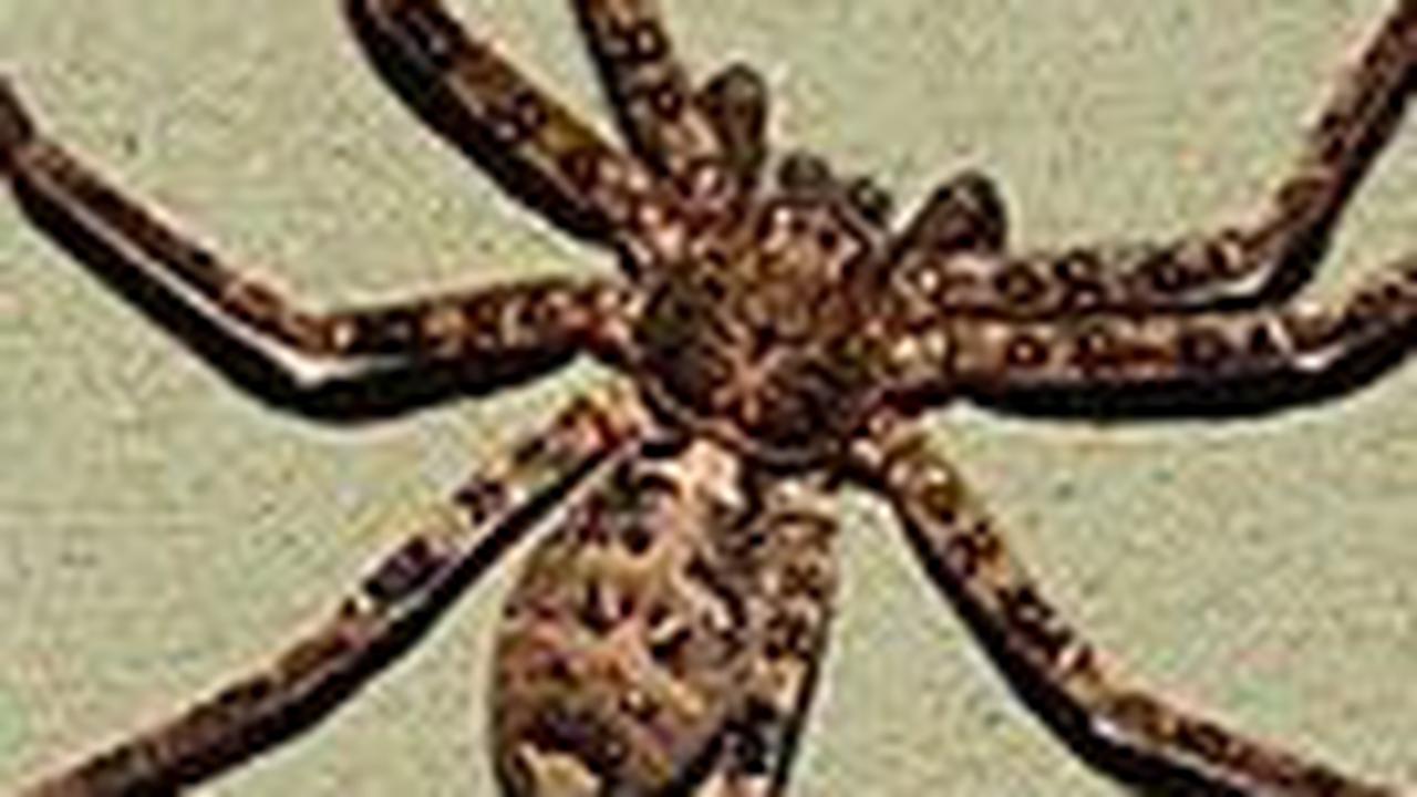 5.&nbsp;Scurion Sinopoda