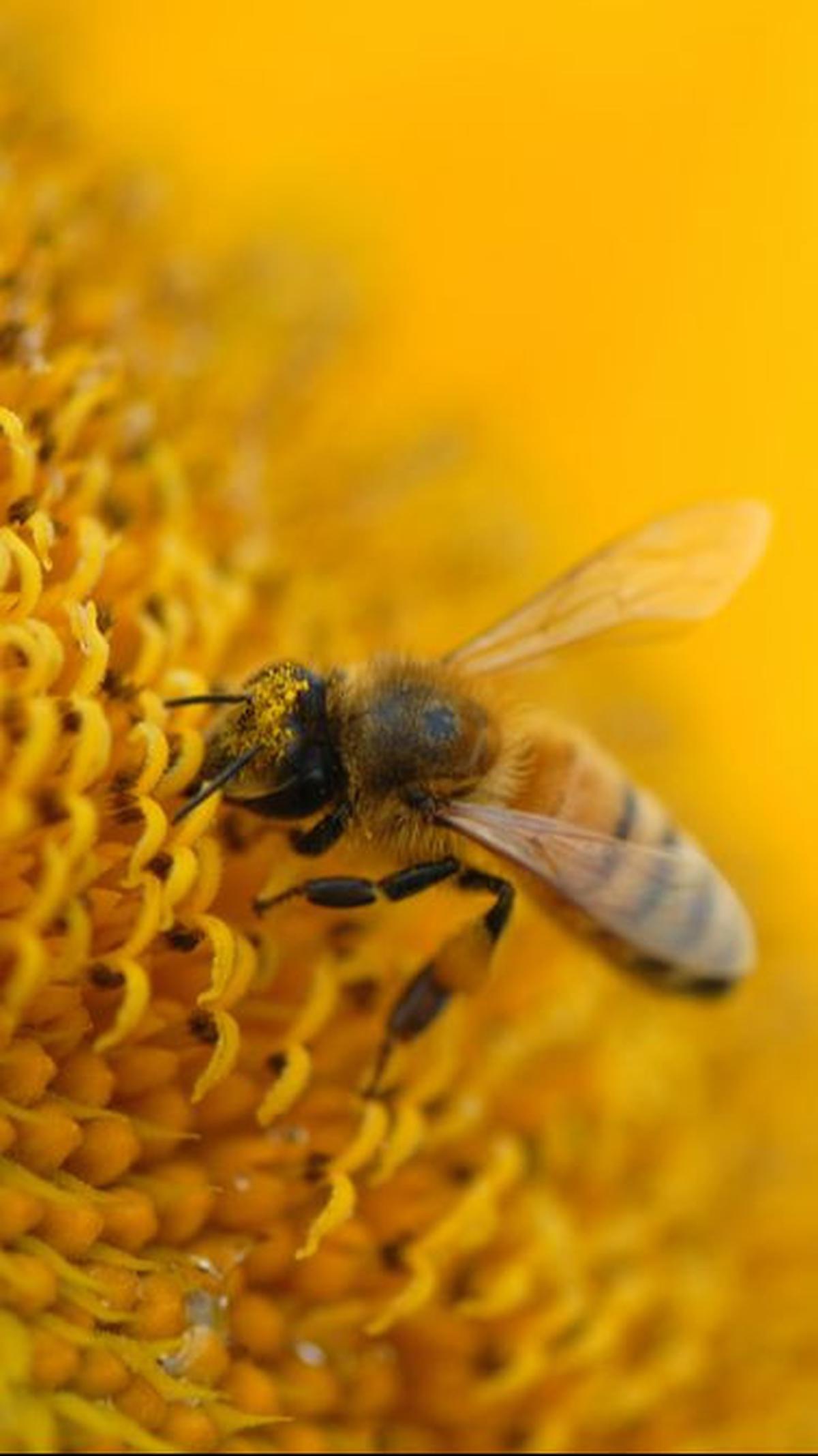 4. Bee <br>