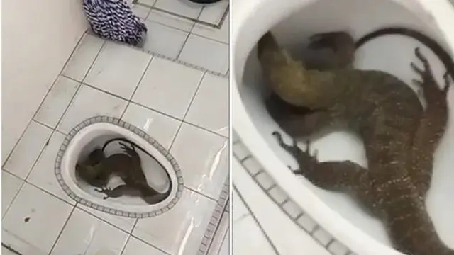 5 Kelakuan Reptil Saat Berada di Rumah Ini Bikin Geleng Kepala