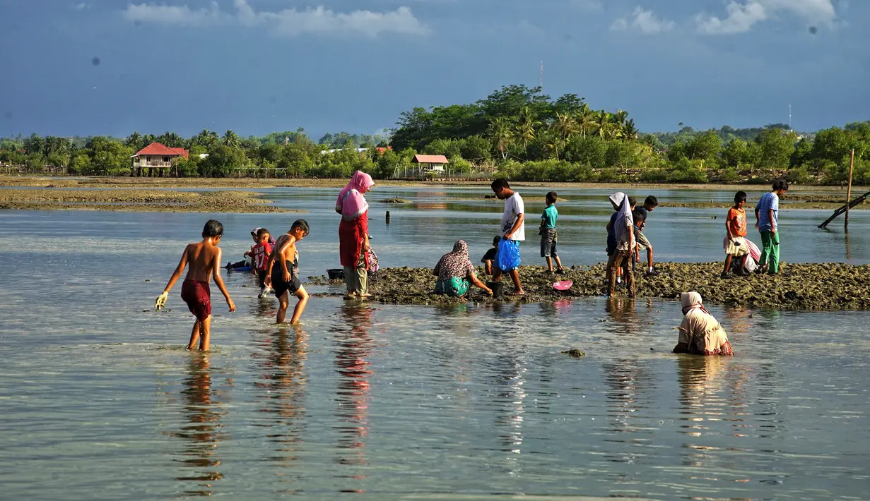 Penduduk desa memanen tiram di muara sungai di tepi pantai di Lhokseumawe, provinsi Aceh (27/6/2021). Tiram Aceh sangat bermutu karena didukung dari keberadaan lingkungan yang belum tercemar limbah industri. (AFP/Azwar Ipank)