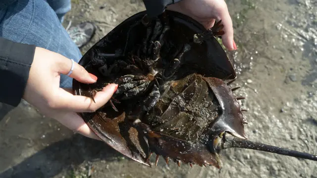 Kepiting Tapal Kuda. (INZAURRALDE AFP)