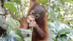 Selama di sekolah, Didik dilatih memanjat, mencari makan, membuat sarang dan bertahan hidup