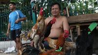 Pedagang tengah menjual ayam kampung di Jakarta, Selasa (12/6). Para pedagang ayam musiman tersebut menjual ayam dengan kisaran harga 100 ribu hingga 250 ribu untuk kebutuhan ayam potong lebaran. (Liputan6.com/Angga Yuniar)