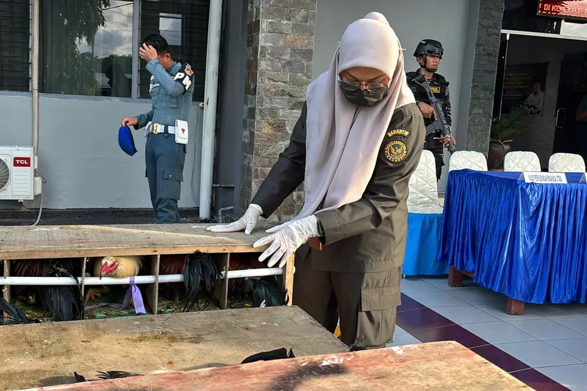 TNI AL bongkar penyelundupan ratusan ayam asal Filipina