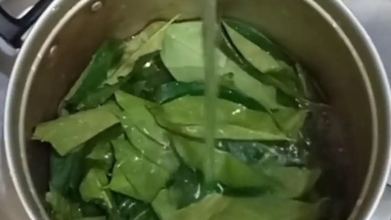 Tanpa Dijemur, Begini Cara Simpan Daun Salam Supaya Tidak Berubah Warna dan Tetap Wangi Sampai 2 Minggu