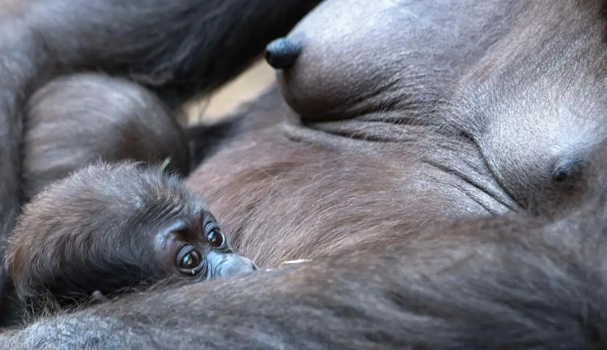 Bayi gorila bernama Kio beristirahat dengan ibunya Kumili di kebun binatang di Leipzig, Jerman (7/2). Kio lahir pada malam hari antara 5 dan 6 Desember 2017. (AP Photo / Jens Meyer)
