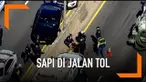 Seekor sapi berada di tengah jalan Tol Utama Deegan, Amerika Serikat. Petugas kepolisian terjun ke lokasi untuk mengevakuasi sapi tersebut.