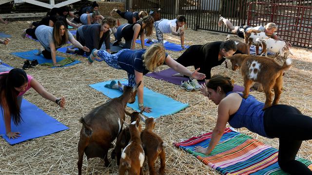 Melihat Keunikan Yoga Kambing yang Jadi Tren di Amerika Serikat