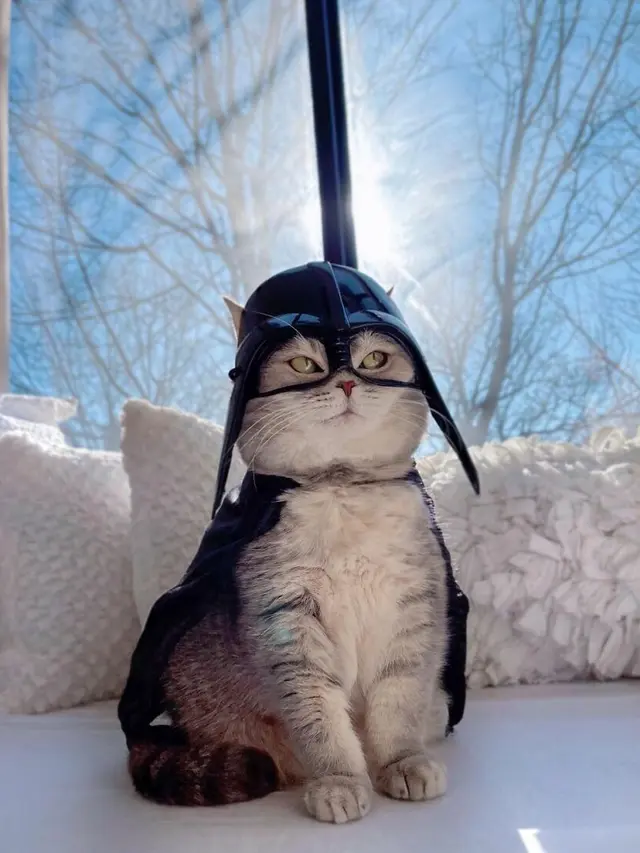 Kenalkan Benson, Kucing Jalanan yang Berubah Jadi Stylish Setelah Diadopsi