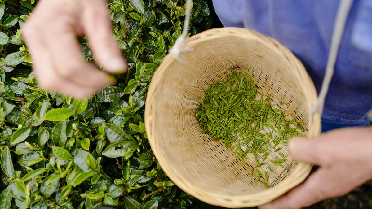 Сбор китайского чая. Сбор чая на плантации в Китае. Чай выращивают. Чай растет. Чайный куст плантация.