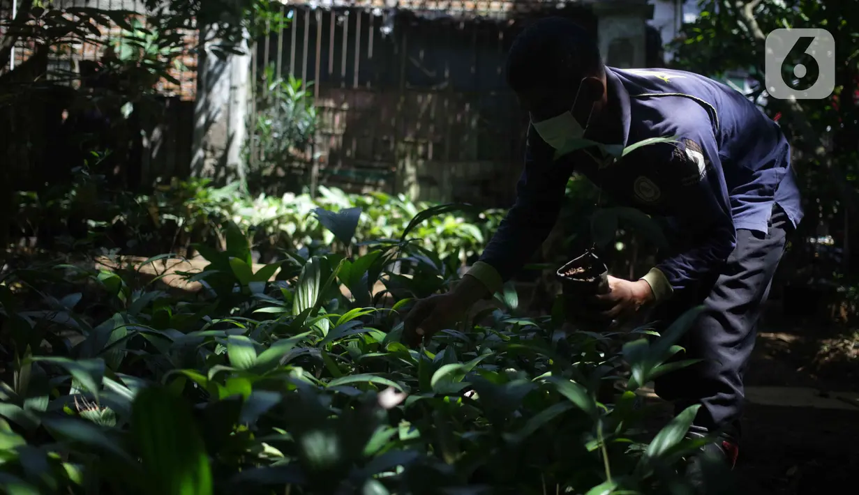 Petugas mencari buah salak condet di Cagar Buah Condet, Balekambang, Jakarta Timur, Senin (13/12/2021). Cagar Buah Condet menjadi salah satu destinasi di kawasan Condet usai diresmikan sebagai Desa Kreatif oleh Kemenparekraf RI dan didukung oleh Pemprov DKI Jakarta. (Liputan6.com/Herman Zakharia)