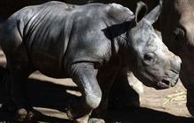 FOTO: Penampakan Menggemaskan Bayi Badak Putih Langka yang Lahir di Kebun Binatang Buin di Chile