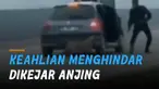 Momen kocak seorang pria dikejar seekor anjing.