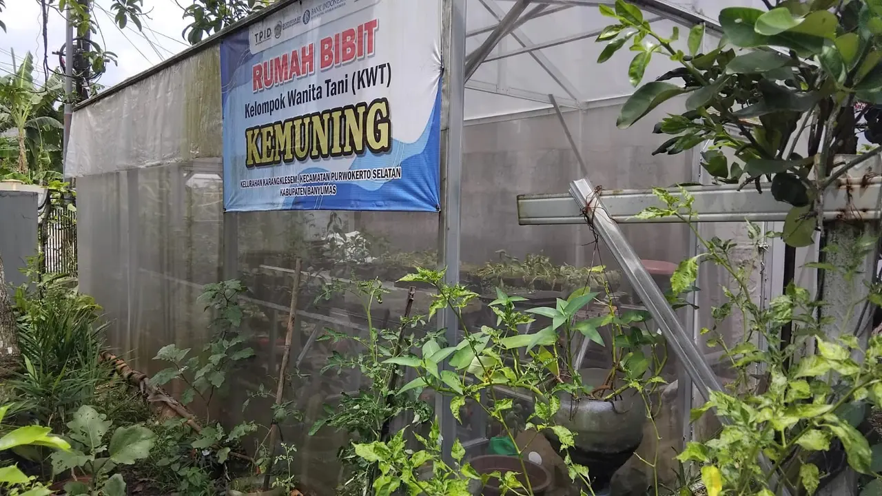 4 Cara Menyulap Pekarangan Rumah Jadi Supermarket Hidup, Kiat dari Ibu-ibu KWT