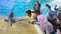 Pengunjung berusaha memegang lumba-lumba saat Atraksi Dolphin Christmas Show di Ocean  Dream Samudera Ancol, Jakarta, Jumat (25/15/2015). Pertunjukan tersebut diadakan dalam rangka menyambut libur Natal. (Liputan6.com/Gempur M Surya)