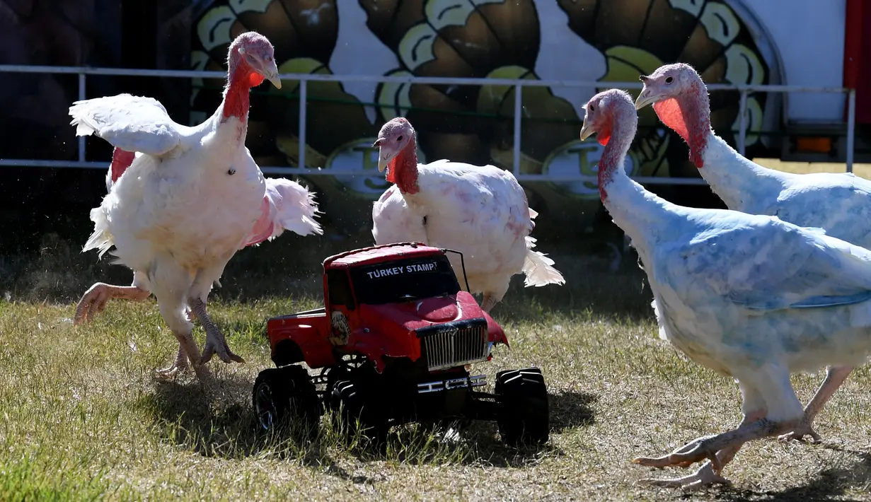 Beberapa ekor ayam kalkun mengejar truk remote kontrol saat balap Turkey Stampede pada acara tahunan Kern County Fair di Bakersfield, California, Sabtu (30/9). Mainan truk remote kontrol itu berisi makanan sebagai umpan bagi ayam Kalkun (Mark RALSTON/AFP)