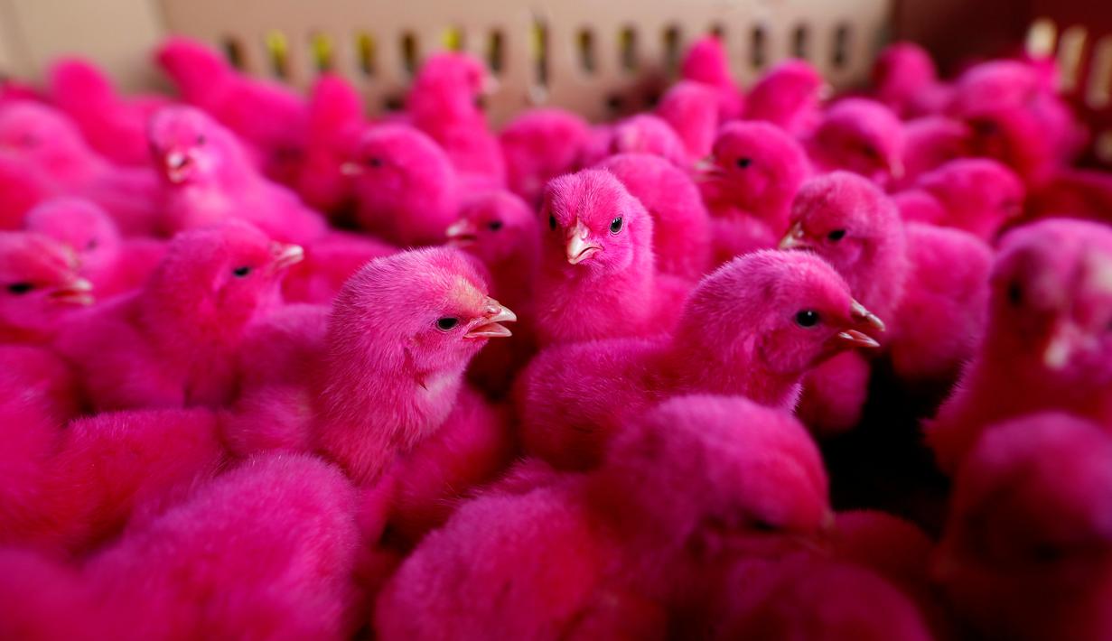 Masih Ingatkah Anda Dengan Mainan Anak Ayam Ini Foto Liputan6 Com