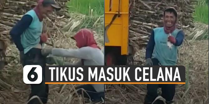 VIDEO: Duh, Tikus Sawah Masuk ke Celana Petani Tebu