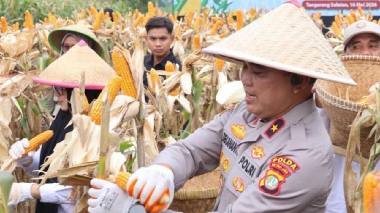 Polda Metro Jaya Perkuat Ketahanan Pangan Nasional Melalui Panen Jagung dan SPPG