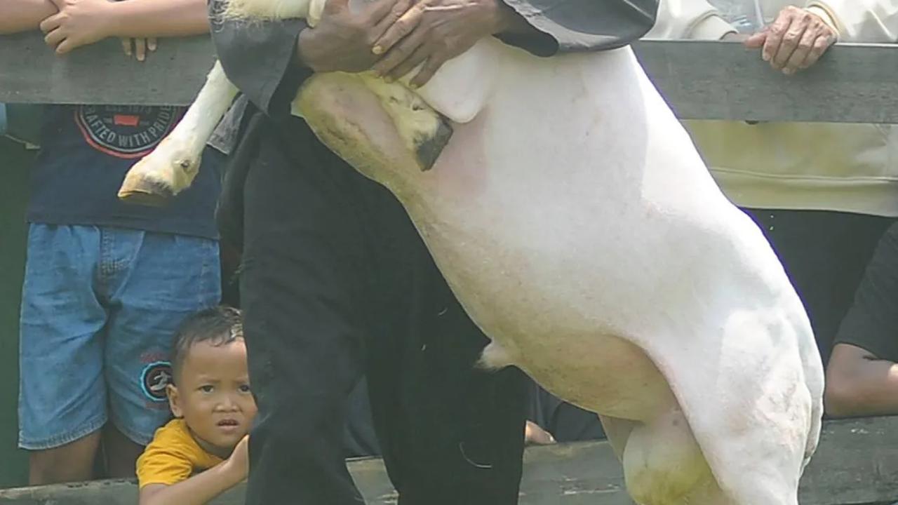 Ratusan peternak domba yang berasal dari Jabotabek, Bandung, Garut dan Tasikmalaya ikut serta dalam kegiatan ini.