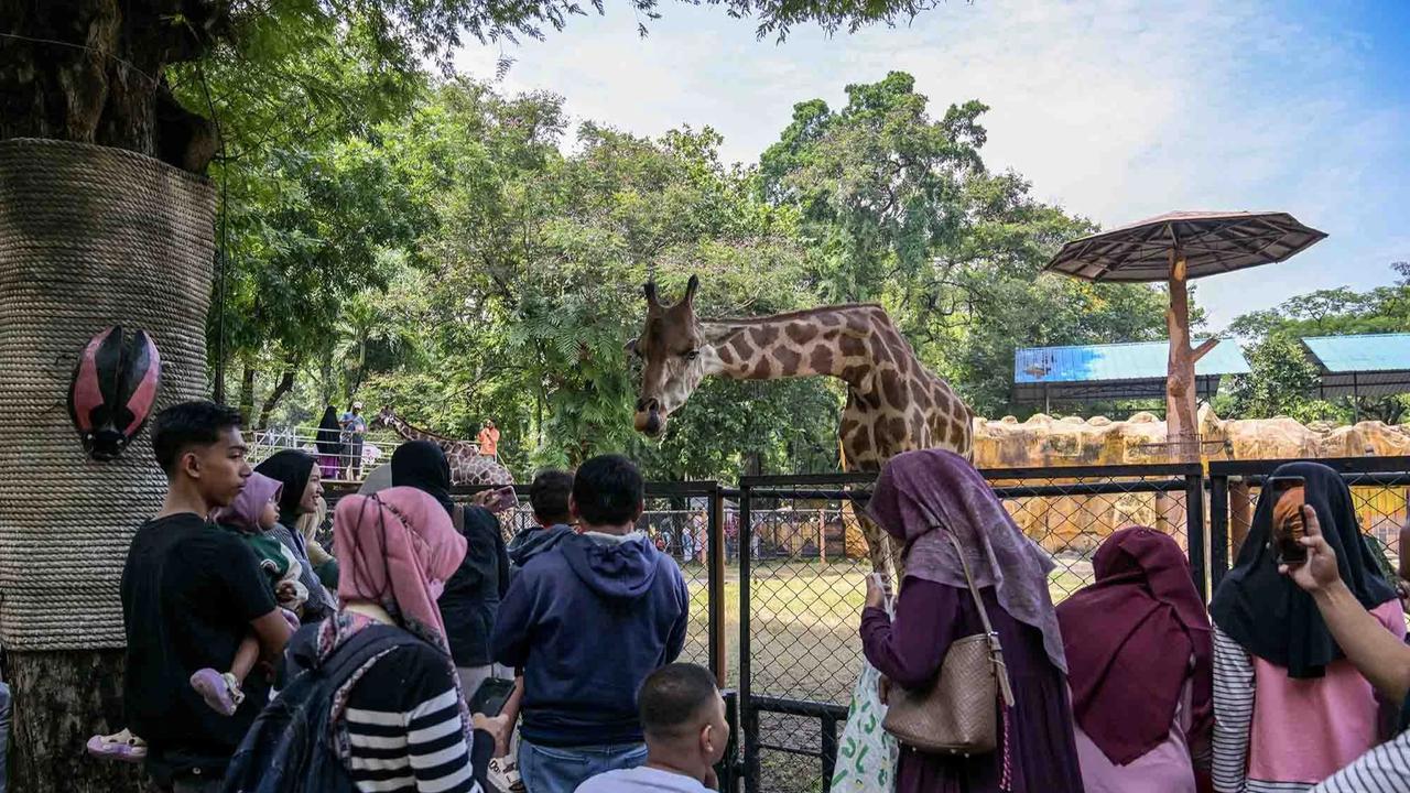 FOTO: Kebun Binatang Surabaya Jadi Pilihan Wisata Edukatif Selama Libur Akhir Tahun