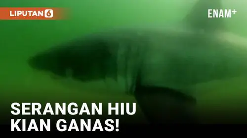 VIDEO: Melawan Serangan Hiu yang Semakin Ganas