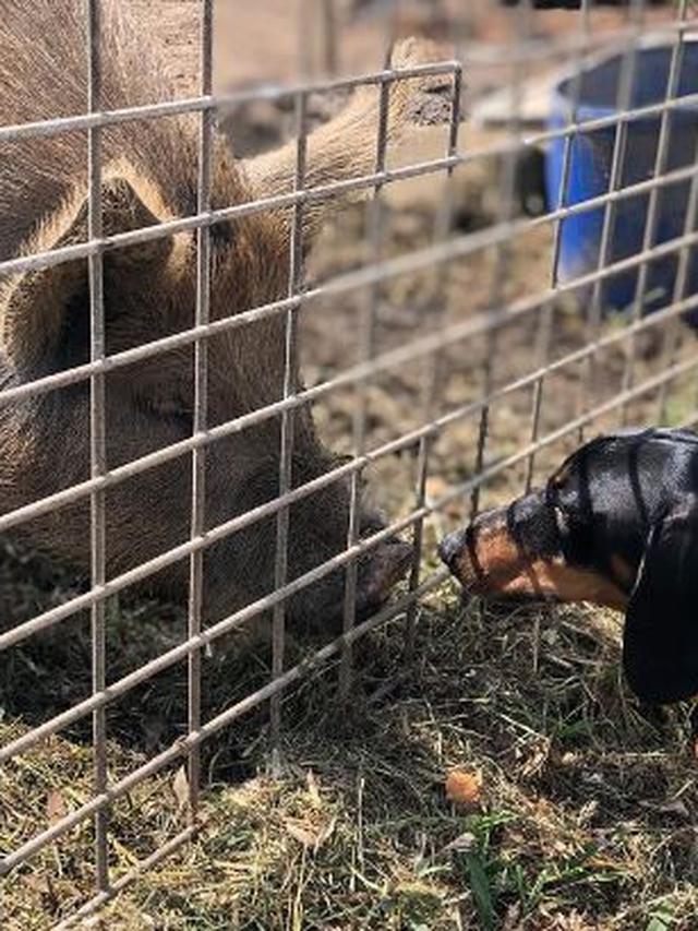 7 Potret Persahabatan Unik Hewan Beda Spesies Ini Bikin Gemas