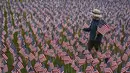Seorang anak laki-laki berjalan di antara 3.000 bendera Amerika Serikat untuk mengenang sejumlah korban tewas dalam serangan 11 September 2001 di sebuah taman di Winnetka, Illinois, Kamis (10/9/2015). (REUTERS/Jim Young)