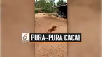 Demi mendapatkan perhatian dari sang majikan, seekor anjing di Thailand berpura-pura tak bisa berjalan normal. Namun, karena aksinya tak digubris majikannya, ia akhirnya kembali berjalan normal.