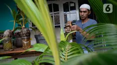 Seniman, Herman Ronda (49) mengukir bibit pohon kelapa yang dijadikan bonsai di Pondok Benda Pamulang, Tangerang Selatan, Selasa (13/10/2020). Budidaya bonsai tanaman kelapa semakin digemari untuk memanfaatkan waktu dengan harga mulai dari Rp 250 ribu hingga Rp 500 ribu. (merdeka.com/Dwi Narwoko)