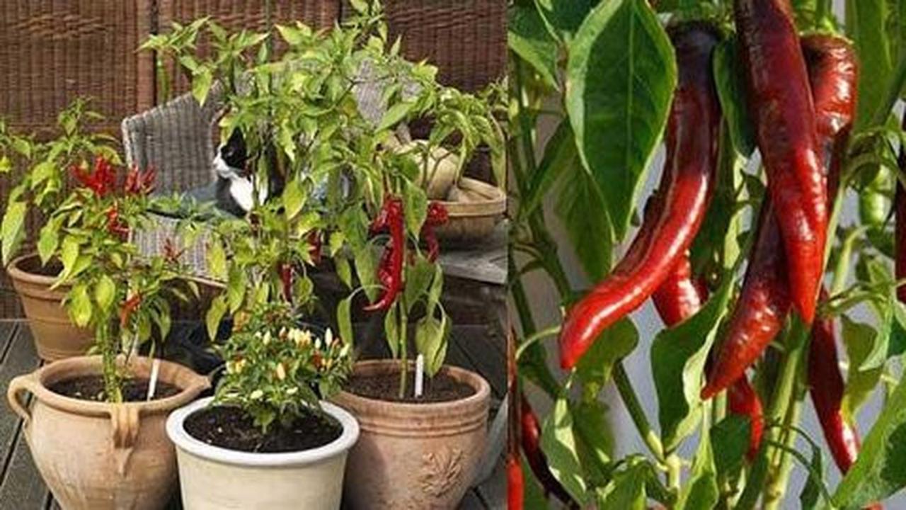 Tak perlu bibit, 5 buah dan sayur ini bisa jadi tanaman rumahan