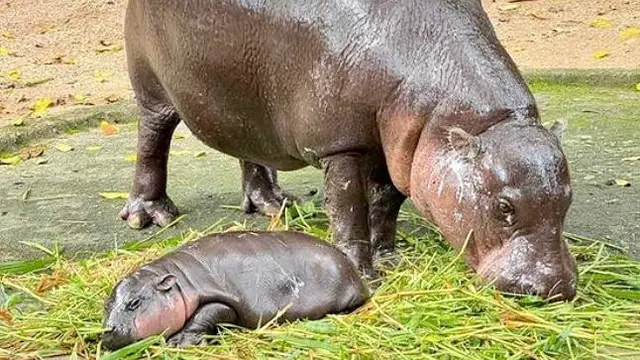 Ilustrasi seekor bayi kuda nil Moo Deng