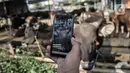 Azmi berbincang dengan calon konsumen melalui panggilan video di Peternakan Yuk Qurban, Depok, Rabu (22/7/2020). Pemilik peternakan Yuk Qurban itu menggunakan website dan aplikasi media sosial dalam memasarkan hewan kurban untuk memudahkan konsumen di tengah pandemi. (merdeka.com/Iqbal Nugroho)
