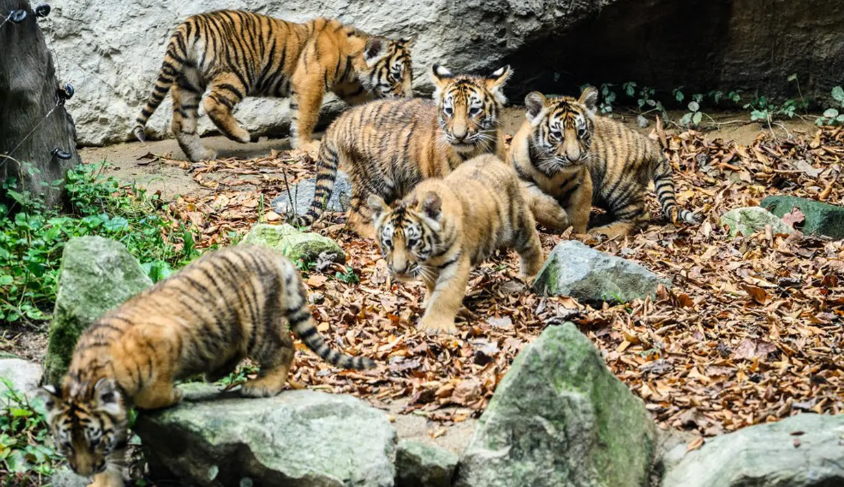 Lima anak harimau Siberia spesies langka Kelas 1 yang dilindungi Areum, Daun, Oori, Nara, dan Gangsan terlihat di kebun binatang taman hiburan Everland, Yongin, Provinsi Gyeonggi-do, Korea Selatan, 30 September 2021. Arti nama kelimanya 'Pemandangan indah negara kita'. (ANTHONY WALLACE/AFP)