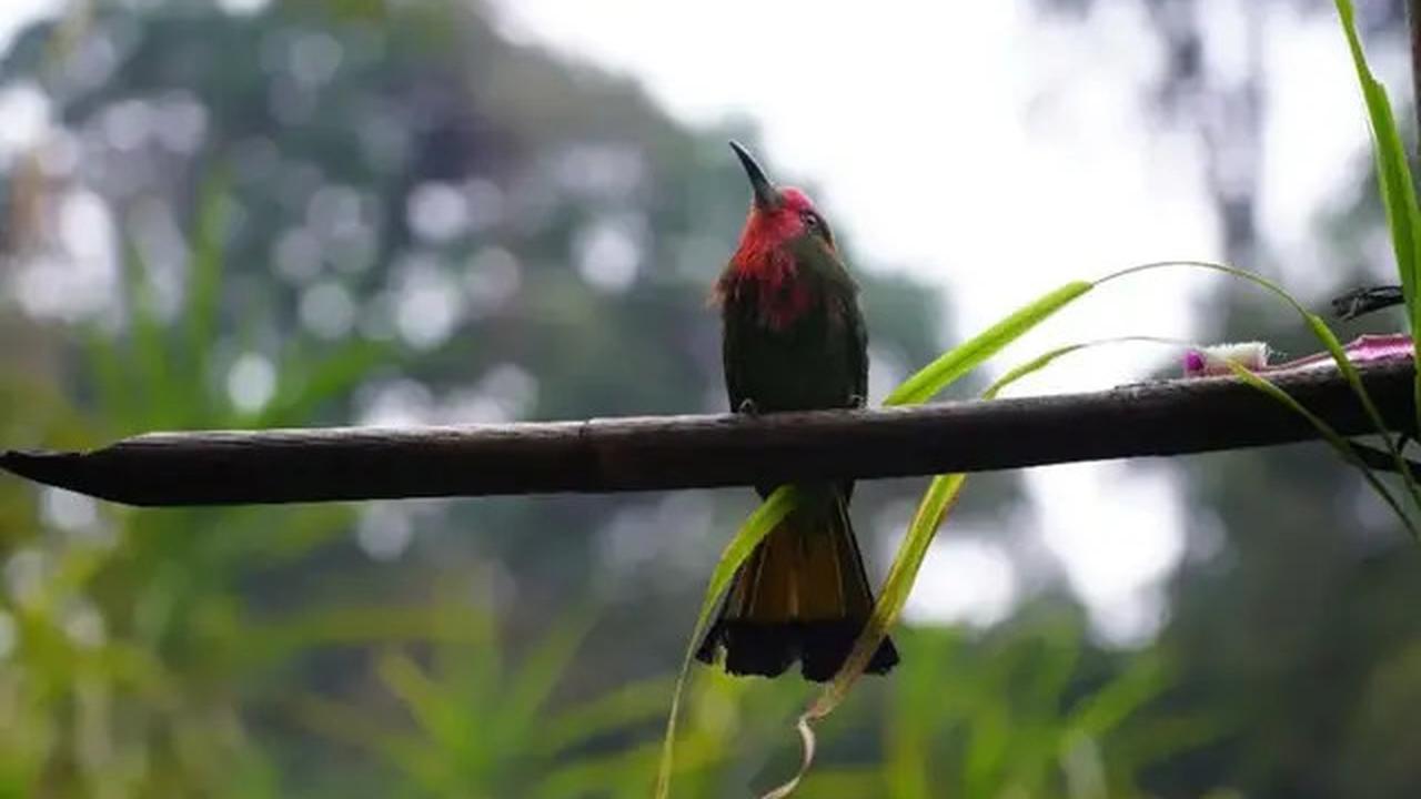 6 Fakta Menarik Gunung Malintang di Sumatra Barat yang Memiliki Danau Tersembunyi