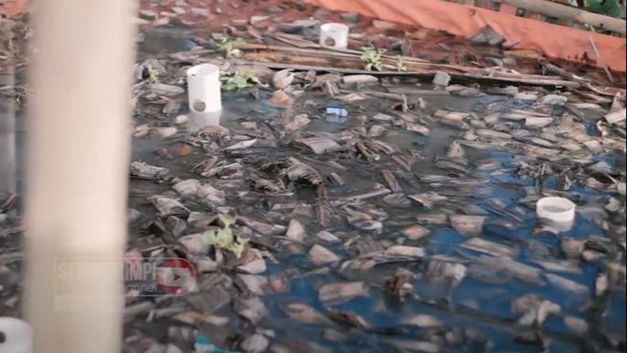 <b>Kegagalan dan Tantangan Budidaya Belut Sampai Diremehkan</b>