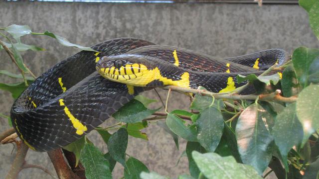 Serpiente Negra Amarilla, Anillo Oro Tipo Serpiente